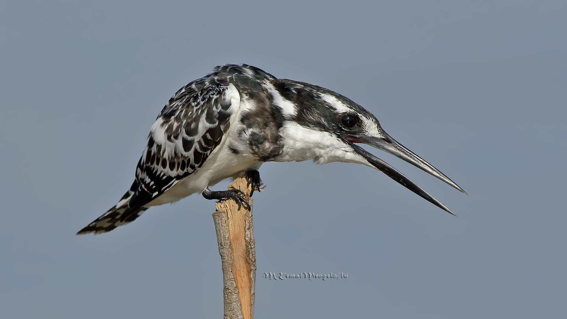 Pied Kingfisher